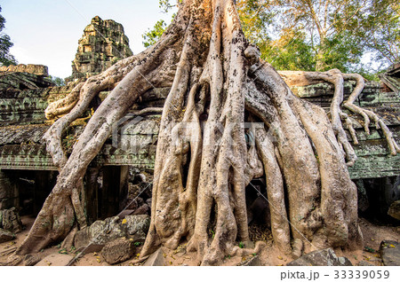 Trees growing out of Ta Prohm temple, Angkor Wat Trees growing out of Ta Prohm temple, Angkor Wat 33339059