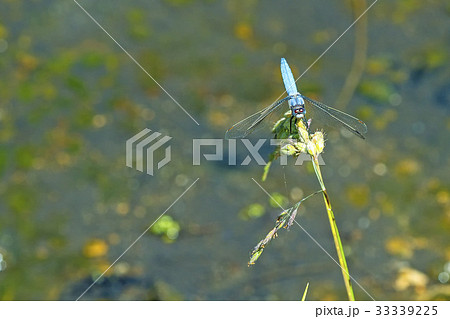 black-tailed skimmer,  European dragonfly 33339225