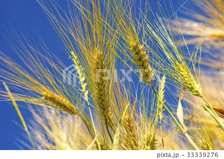 barley, head with blue sky 33339276