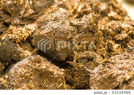 Horse dung, closeup Horse dung, closeup 33339366