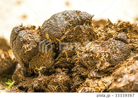 Horse dung, closeup Horse dung, closeup 33339367