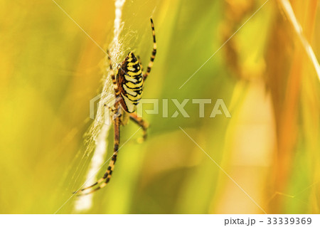 wasp spider, Argiope bruennichi, female 33339369