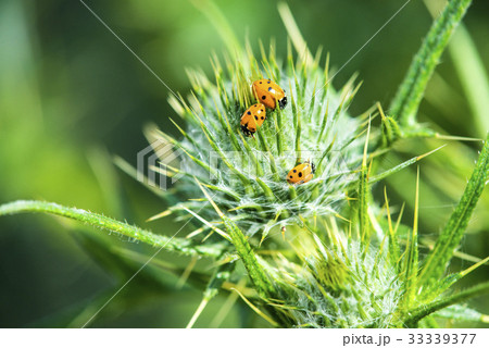 lady beetles on a thistle lady beetles on a thistle 33339377