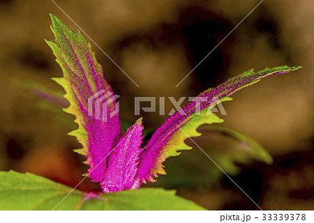 The Orache, one of the oldest cultivated plants The Orache, one of the oldest cultivated plants 33339378