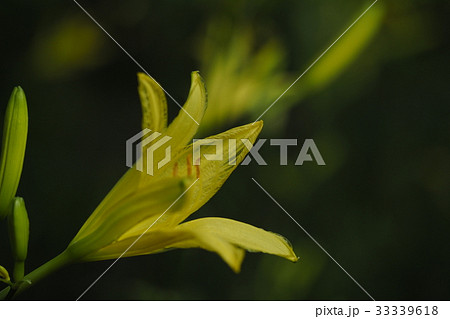 アサマキスゲ 33339618