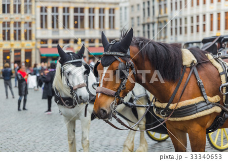 Horses on Grote Markt square in Brussels Belgium Horses on Grote Markt square in Brussels Belgium 33340653