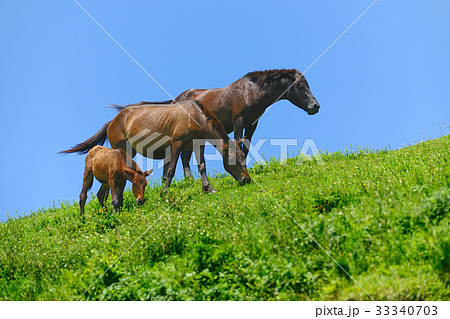 宮崎県串間市　都井岬　御崎馬 33340703