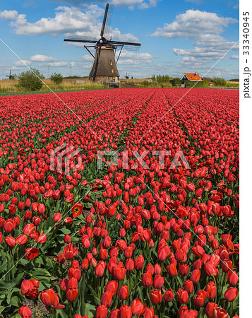 Windmills and flowers in Netherlands 33340945