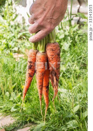 Bunch of carrots in a hand with soft background Bunch of carrots in a hand with soft background 33341055