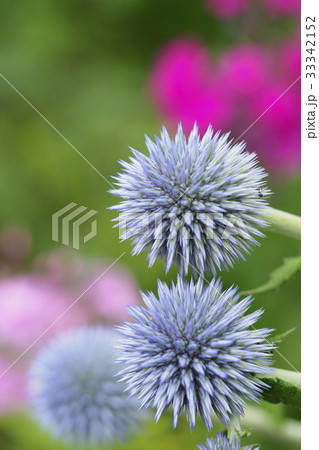 ヒゴタイとオイランソウ 33342152