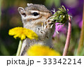 【動物】シマリス（２１） 33342214