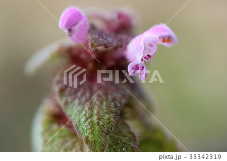 早春の雑草　オドリコソウ 33342319