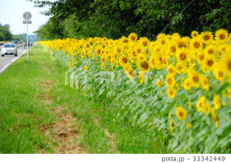 夏の大潟村 菜の花ロードと向日葵の写真素材