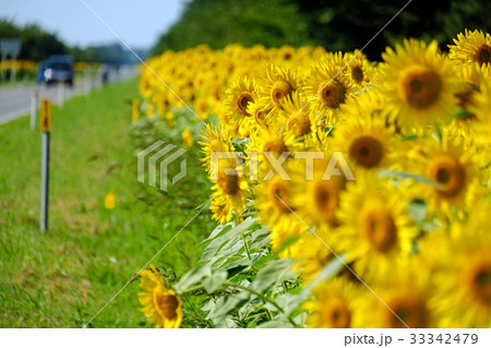 夏の大潟村 菜の花ロードと向日葵の写真素材