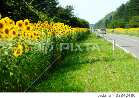 夏の大潟村 菜の花ロードと向日葵の写真素材