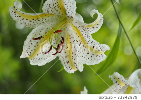 ヤマユリ 33342879