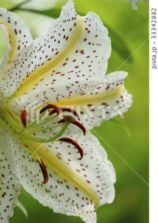 ヤマユリ ヤマユリ 33342882