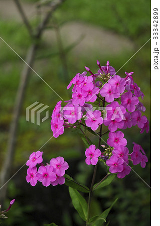 クサキョウチクトウ 33342899