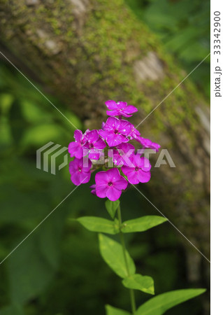 クサキョウチクトウ クサキョウチクトウ 33342900