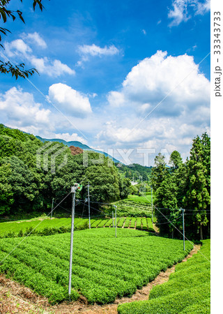 京都　和束町　茶畑 33343733