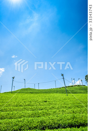 京都　和束町　茶畑 33343743