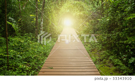 wooden walkway in jungle 33343910
