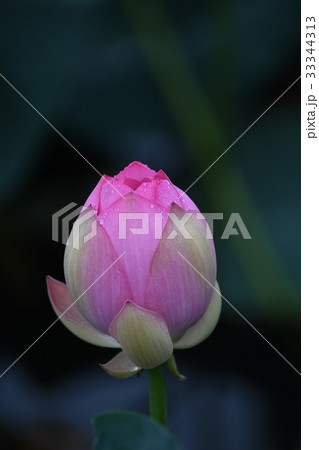 ハスの花 33344313