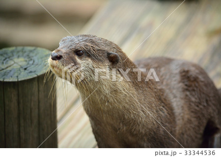コツメカワウソ コツメカワウソ 33344536