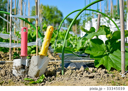 家庭菜園 家庭菜園 33345039