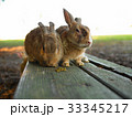 餌を食べるウサギ 33345217