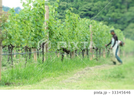 Worker mowing in  vineyards 33345646