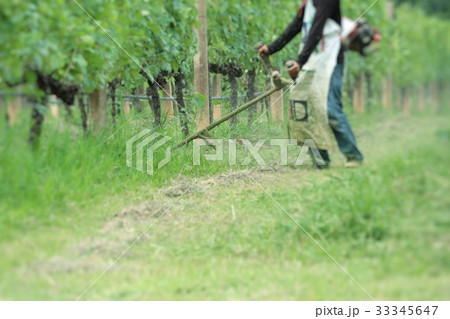 Worker mowing in  vineyards 33345647