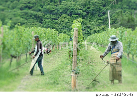 Worker mowing in  vineyards 33345648