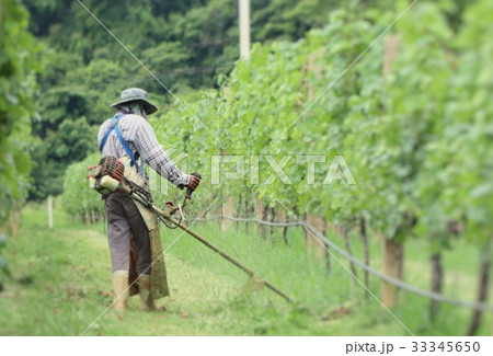 Worker mowing in  vineyards 33345650