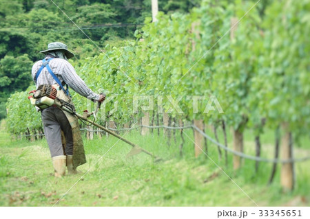Worker mowing in  vineyards 33345651