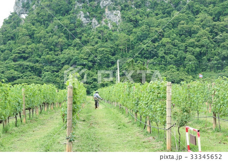 Worker mowing in vineyards Worker mowing in vineyards 33345652