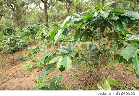 Coffee in Guatemala ／　コーヒー in グアテマラ 33345959