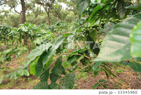 Coffee in Guatemala ／　コーヒー in グアテマラ 33345960