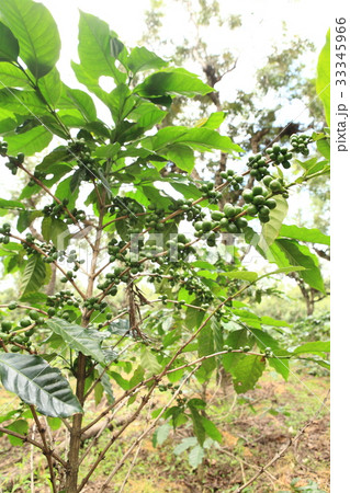 Coffee in Guatemala ／　コーヒー in グアテマラ 33345966