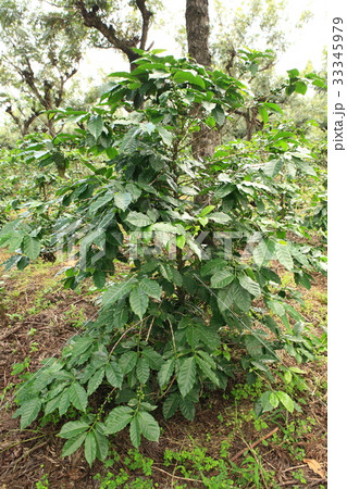 Coffee in Guatemala ／　コーヒー in グアテマラ 33345979