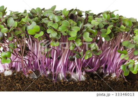 Red cabbage fresh sprouts front view Red cabbage fresh sprouts front view 33346013