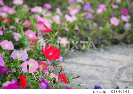 花 フラワー お花 33346141