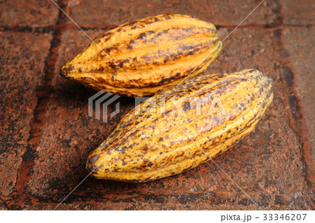 Cacao in Guatemala ／　カカオ in グアテマラ 33346207
