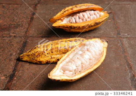 Cacao in Guatemala ／　カカオ in グアテマラ 33346241