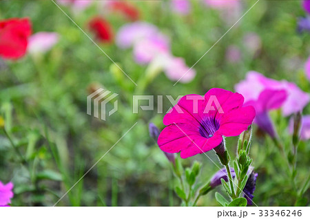 花 フラワー お花 33346246