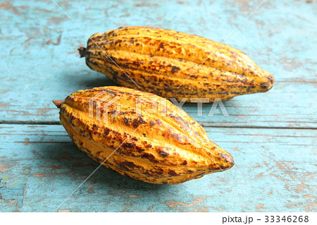 Cacao in Guatemala / カカオ in グアテマラ Cacao in Guatemala / カカオ in グアテマラ 33346268