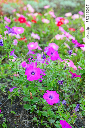 花 フラワー お花 33346297