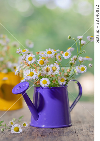 Marguerite Daisy Flowers 33346832