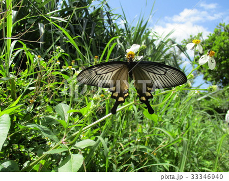 ジャコウアゲハ ジャコウアゲハ 33346940