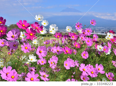 コスモスと富士山-223801 コスモスと富士山-223801 33348223